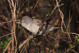 Jarzębatka - Sylvia nisoria - Barred Warbler