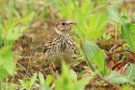 Lerka - Lullula arborea - Wood Lark