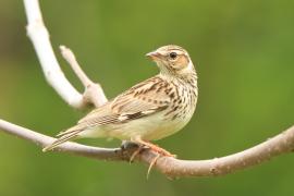 Lerka - Lullula arborea - Wood Lark
