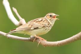 Lerka - Lullula arborea - Wood Lark
