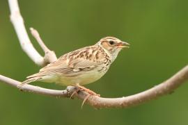 Lerka - Lullula arborea - Wood Lark