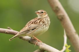 Lerka - Lullula arborea - Wood Lark