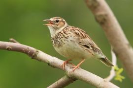 Lerka - Lullula arborea - Wood Lark