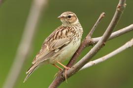 Lerka - Lullula arborea - Wood Lark