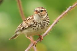 Lerka - Lullula arborea - Wood Lark