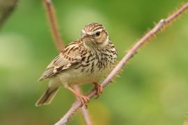 Lerka - Lullula arborea - Wood Lark