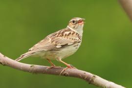 Lerka - Lullula arborea - Wood Lark