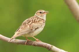 Lerka - Lullula arborea - Wood Lark