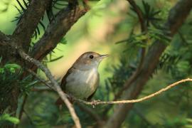 Słowik rdzawy - Luscinia megarhynchos - Common Nightingale