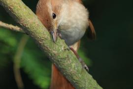 Słowik rdzawy - Luscinia megarhynchos - Common Nightingale