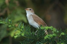 Słowik rdzawy - Luscinia megarhynchos - Common Nightingale