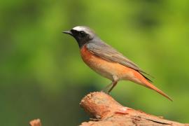 Pleszka - Phoenicurus phoenicurus - Common Redstart