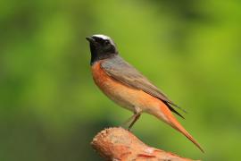 Pleszka - Phoenicurus phoenicurus - Common Redstart