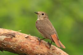 Pleszka - Phoenicurus phoenicurus - Common Redstart