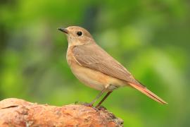 Pleszka - Phoenicurus phoenicurus - Common Redstart
