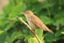 Łozówka - Acrocephalus palustris - Marsh Warbler