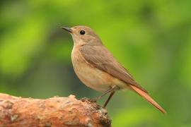 Pleszka - Phoenicurus phoenicurus - Common Redstart