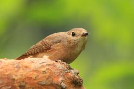 Pleszka - Phoenicurus phoenicurus - Common Redstart