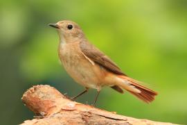Pleszka - Phoenicurus phoenicurus - Common Redstart