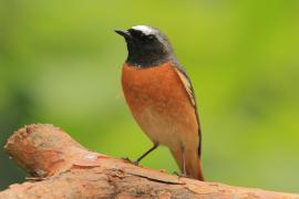 Pleszka - Phoenicurus phoenicurus - Common Redstart