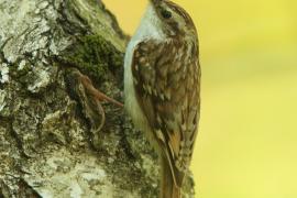Pełzacz leśny - Certhia familiaris - Eurasian Treecreeper