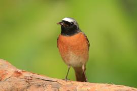 Pleszka - Phoenicurus phoenicurus - Common Redstart