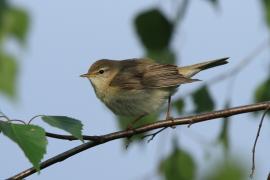 Piecuszek - Phylloscopus trochilus - Willow Warbler