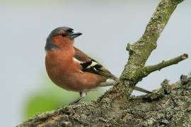 Zięba - Fringilla coelebs - Common Chaffinch