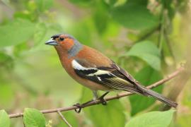Zięba - Fringilla coelebs - Common Chaffinch
