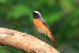 Pleszka - Phoenicurus phoenicurus - Common Redstart