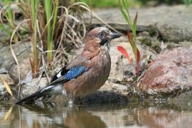 Sójka - Garrulus glandarius - Eurasian Jay