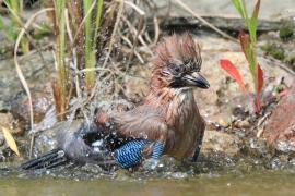 Sójka - Garrulus glandarius - Eurasian Jay