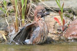 Sójka - Garrulus glandarius - Eurasian Jay