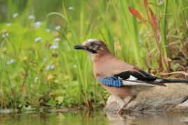 Sójka - Garrulus glandarius - Eurasian Jay