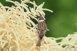 Mazurek - Passer montanus - Eurasian Tree Sparrowh