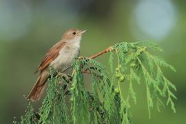 Słowik rdzawy - Luscinia megarhynchos - Common Nightingale