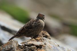 Płochacz halny - Prunella collaris - Alpine Accentor