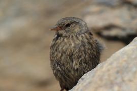 Płochacz halny - Prunella collaris - Alpine Accentor