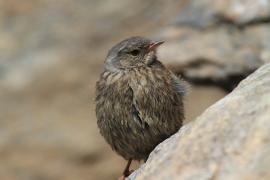 Płochacz halny - Prunella collaris - Alpine Accentor