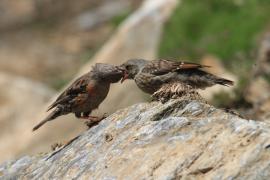 Płochacz halny - Prunella collaris - Alpine Accentor