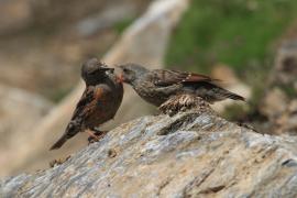 Płochacz halny - Prunella collaris - Alpine Accentor