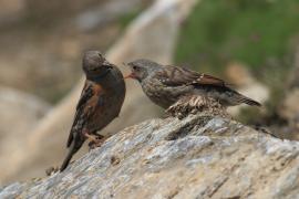 Płochacz halny - Prunella collaris - Alpine Accentor