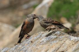 Płochacz halny - Prunella collaris - Alpine Accentor