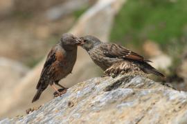 Płochacz halny - Prunella collaris - Alpine Accentor