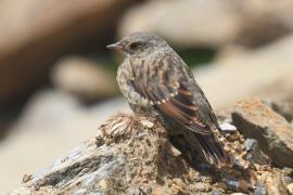 Płochacz halny - Prunella collaris - Alpine Accentor