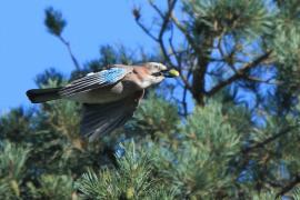 Sójka - Garrulus glandarius - Eurasian Jay