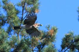 Sójka - Garrulus glandarius - Eurasian Jay