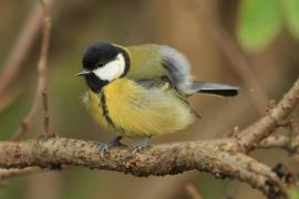Bogatka - Parus major - Great Tit