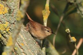 Strzyżyk - Troglodytes troglodytes - Eurasian Wren