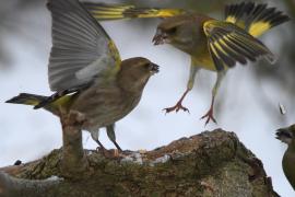 Dzwoniec - Chloris chloris - Greenfinch